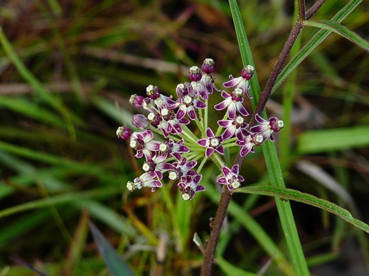 {Asclepias longifolia}